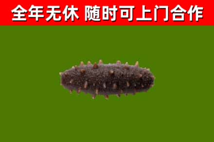 江永烟酒回收干海参.jpg